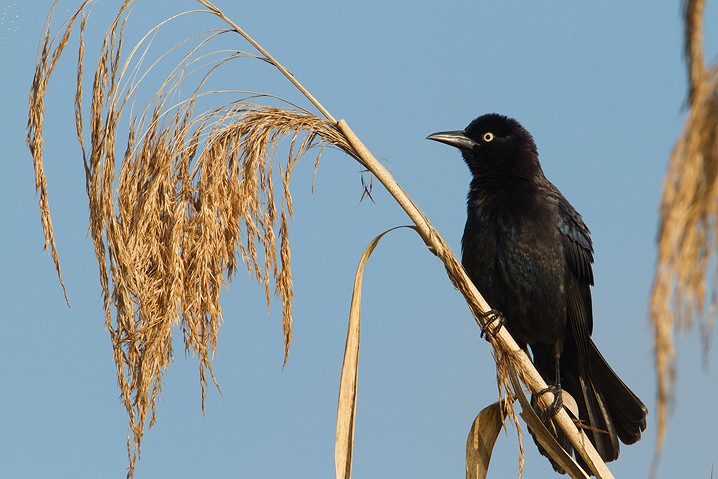 Purpurstrling  Euphagus cyanocephalus Brewer's Blackbird